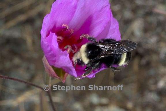 clarkia rubicunda 3 graphic